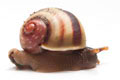 Acavus haemastoma haemastoma Mirrisa, Sri Lanka juvenil, 15 mm